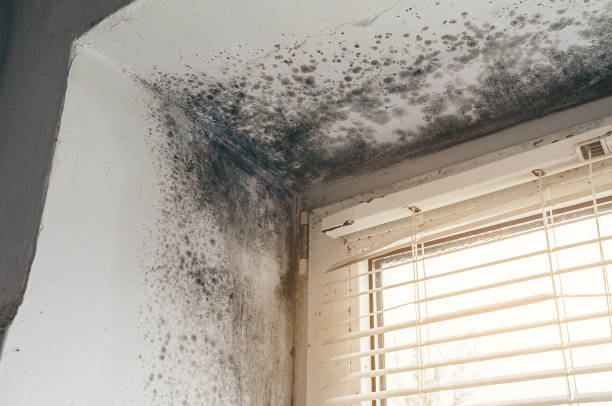 Trusted Crawl Space Mold Removal service in Ashburn, GA - Cheap Mold Removal