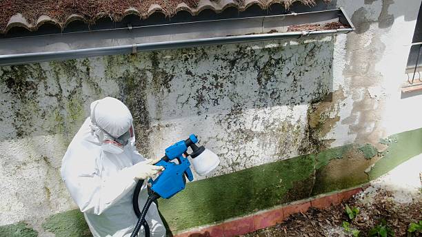 Top rated local Mold Remediation specialists in Ashburn, GA